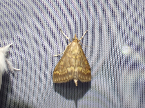 European Corn Borer Moth, Schiermonnikoog, Niederlande, photo 7 of 10