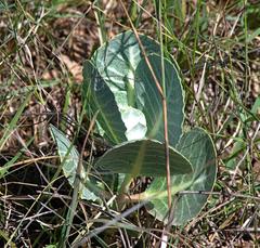 Asclepias nummularia