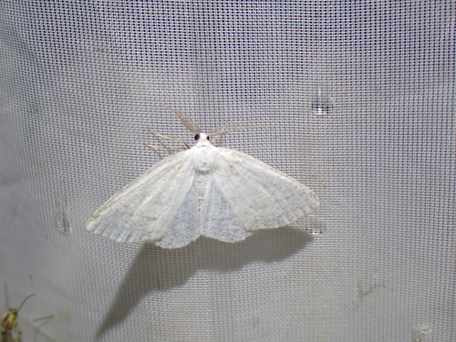 Northern Wave Moth, Schiermonnikoog, Niederlande, photo 10 of 10