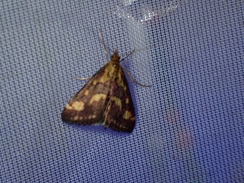 Common Crimson-and-gold Moth, Schiermonnikoog, Niederlande, photo 9 of 10