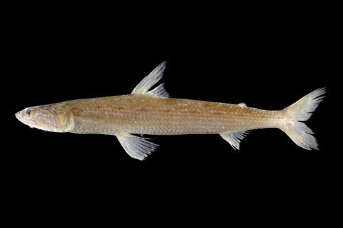 Lizardfish (Saurida micropectoralis) — Synodontidae — 3