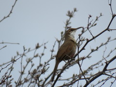 Tarphonomus certhioides