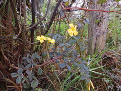 Oxalis tabaconasensis