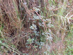 Oxalis tabaconasensis