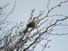 Tarphonomus certhioides