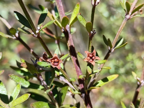 violet westringia (Westringia glabra)