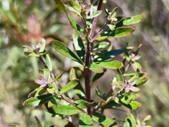 (c) grampianshiker, some rights reserved (CC BY) Westringia glabra, photograph (c) grampianshiker, some rights reserved (CC BY)