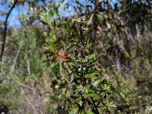 Westringia glabra, photograph 3