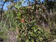 (c) grampianshiker, some rights reserved (CC BY) Westringia glabra, photograph (c) grampianshiker, some rights reserved (CC BY)