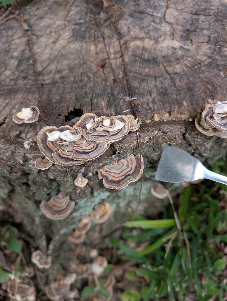 Microporus affinis · July 2025 · photo: © atsushi_nakajima_cirque (iNaturalist, cc-by)