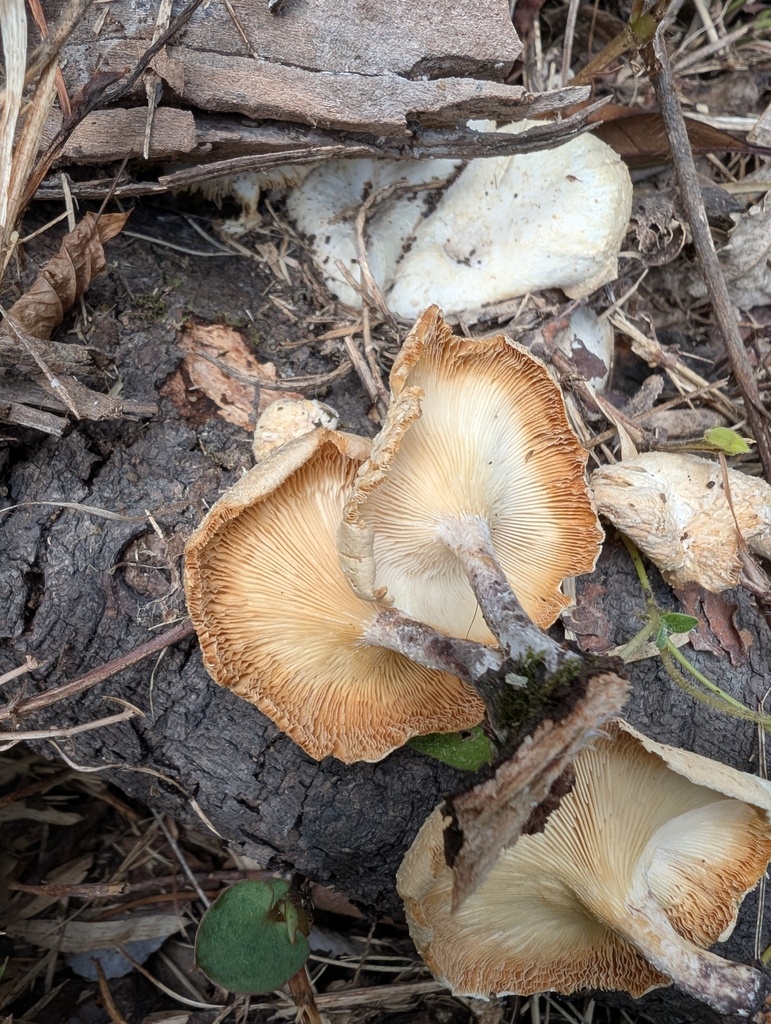 Lentinus squarrosulus · July 2025 · photo: © atsushi_nakajima_cirque (iNaturalist, cc-by)