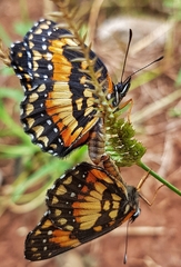 Chlosyne lacinia saundersi