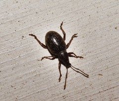 Otiorhynchus cribricollis