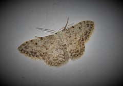 Idaea camparia