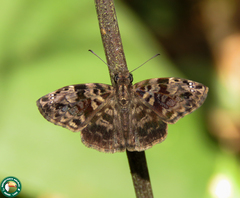 Gorgythion begga begga