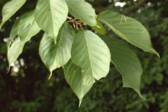 Cerasus