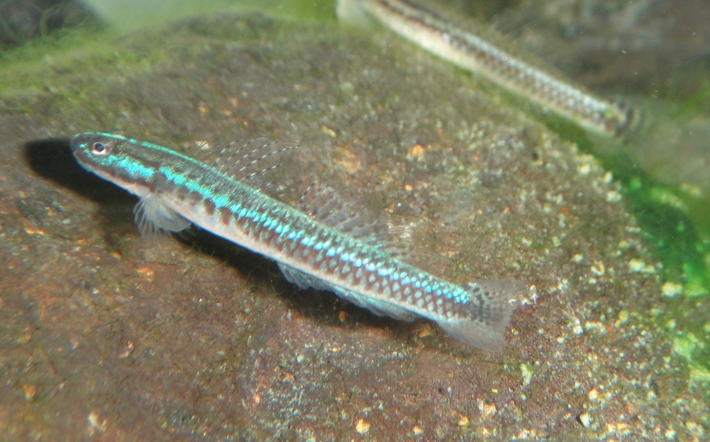 Blue Riffle Goby