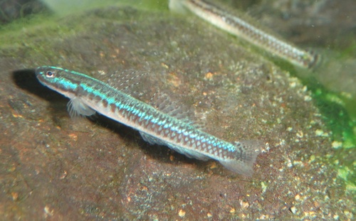 Stiphodon caeruleus