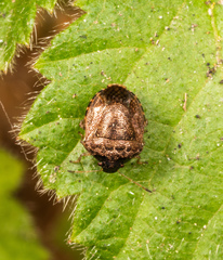 Cosmopepla intergressa