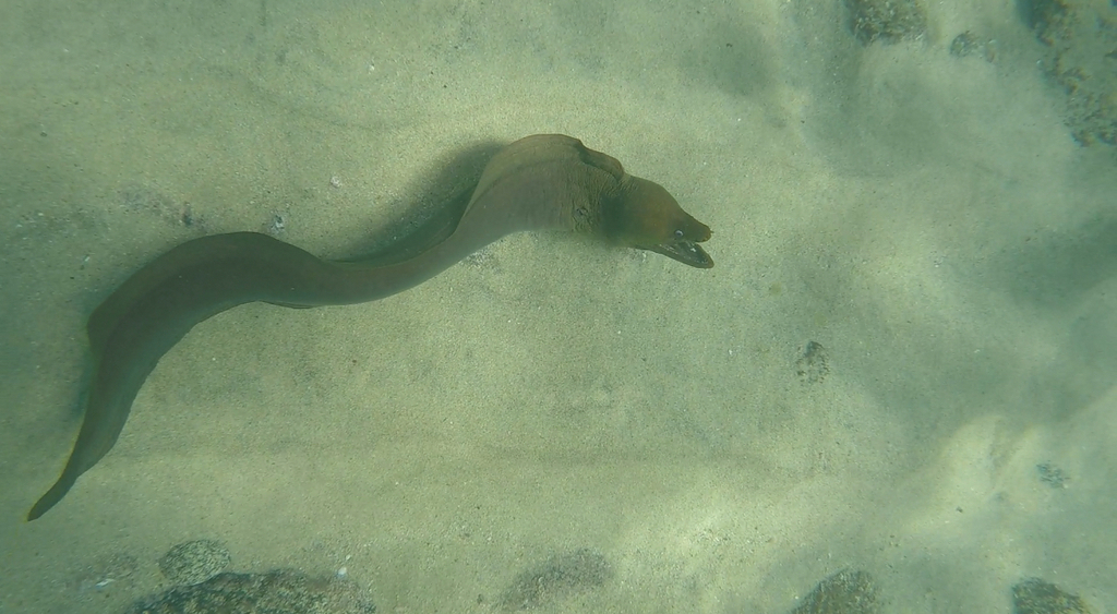 Panamese groene murene (Gymnothorax castaneus) — Muraenidae