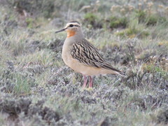 Oreopholus ruficollis