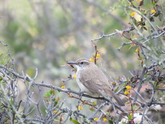 Ochetorhynchus phoenicurus