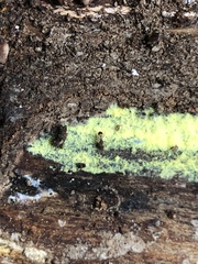 Strumigenys dietrichi