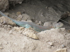 Liolaemus fitzingerii