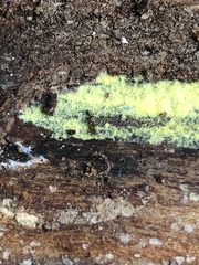 Strumigenys dietrichi