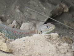 Liolaemus fitzingerii