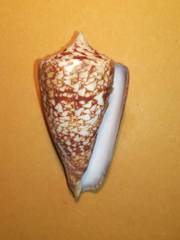 Conus amadis
