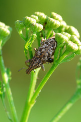 Cyphocleonus dealbatus