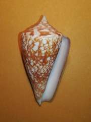 Conus amadis
