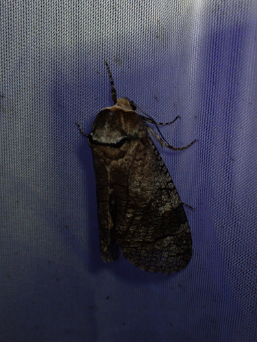 Goat Moth, Schiermonnikoog, Niederlande, photo 10 of 10