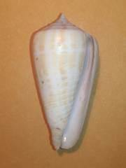Conidae