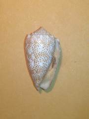 Conus arenatus