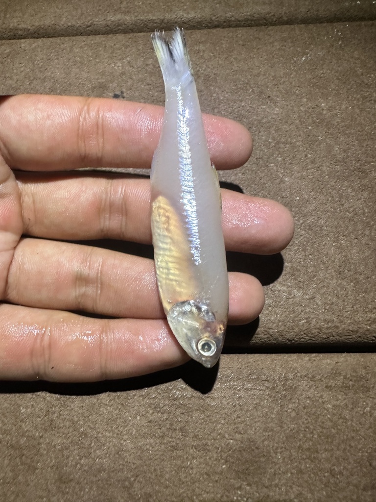 Anchovy (Stolephorus tri) — Engraulidae