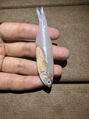 Spined Anchovy photo 1