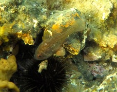Vincentia conspersa