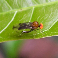 Hybotidae