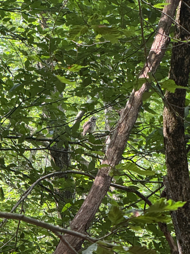 View observation of {o.common_name} on iNaturalist