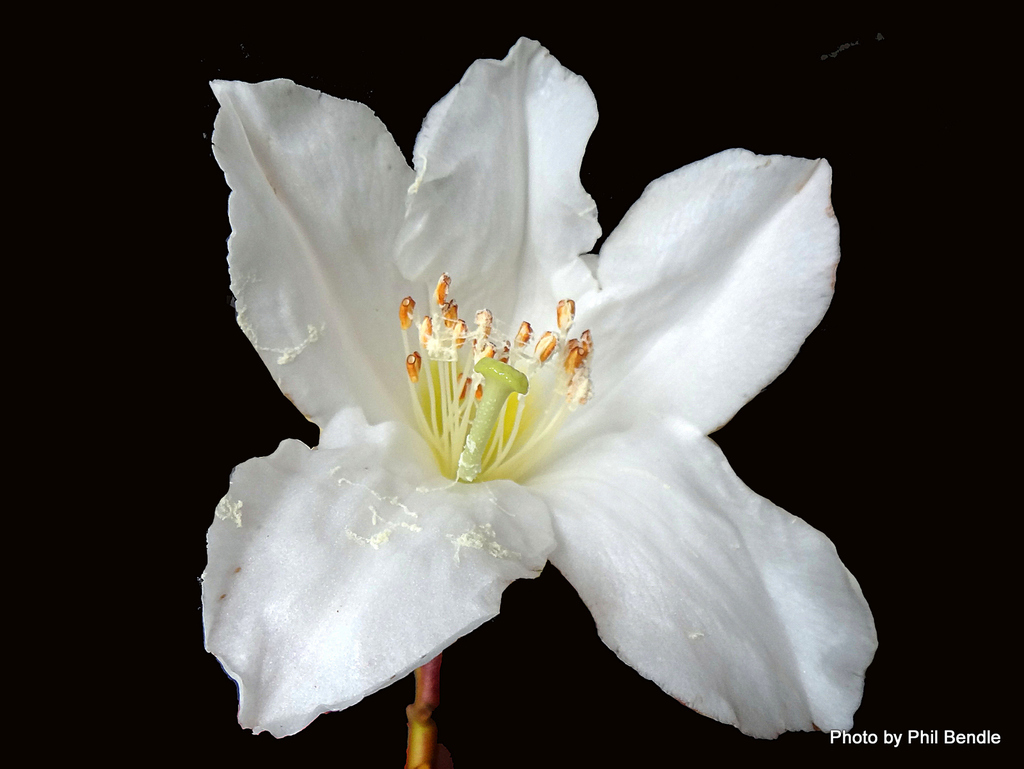 Rhododendron maddenii (Rhododendron maddenii)