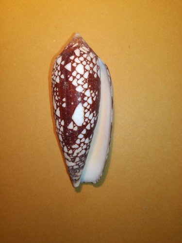 Princely Cone (Conus aulicus) · iNaturalist