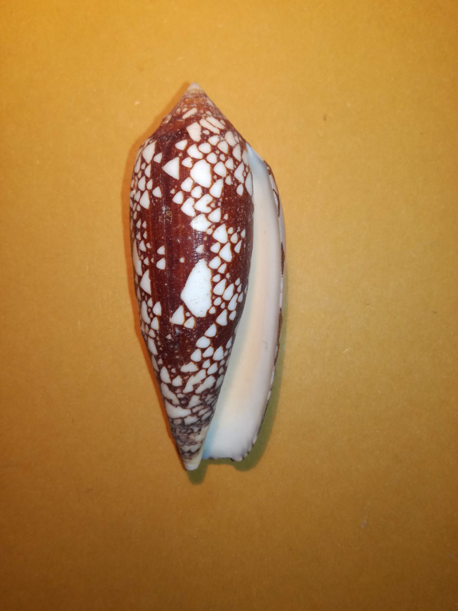 イモガイ貝殻 Darioconus Aulicus Propenudus イモガイ貝殻 Darioconus