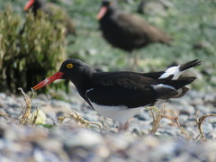Haematopus leucopodus