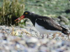 Haematopus leucopodus