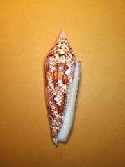 Conus bengalensis