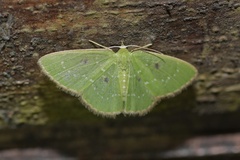 Lissochlora