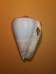 Conus buxeus