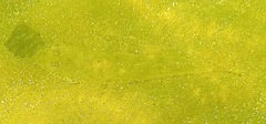 Platycephalidae